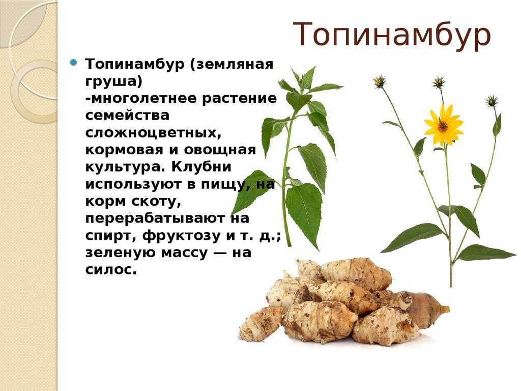 Топинамбур - полезные и опасные свойства топинамбура