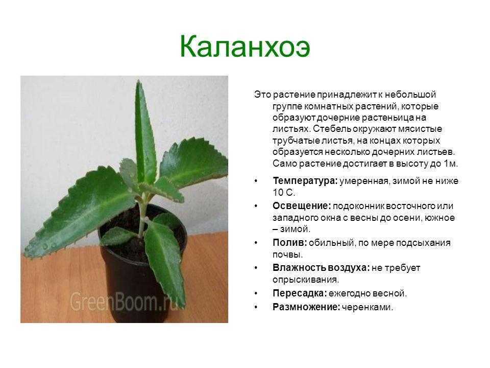Каланхоэ: болезни листьев (вид на фото) и их лечение, способы борьбы с вредителями, уход в домашних условиях для профилактики недугов цветкадача эксперт