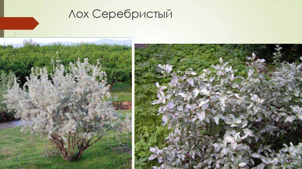 Лох (джида) серебристый (смешиваемый): полезные свойства плодов дерева, меда, применение, как принимать, фото растения