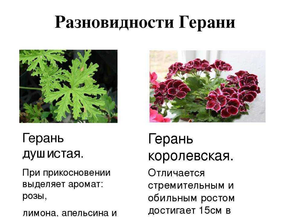 Как сохранить герань зимой: подготовка к периоду покоя, обрезка и уход в домашних условиях в холодное время года и весной, а также можно ли убирать в подвал? selo.guru — интернет портал о сельском хозяйстве