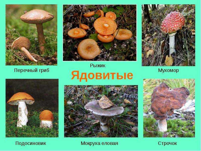 Рыжики (грибы): описание, деликатес или вред?