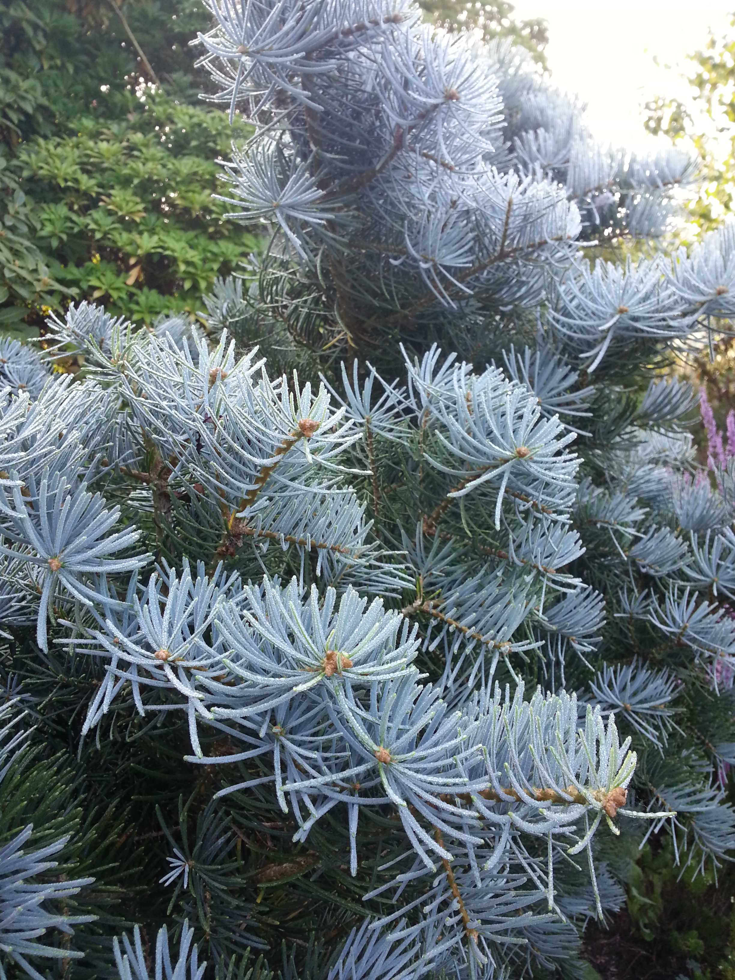 Пихта корейская (abies koreana): описание, фото, сорта с синими шишками