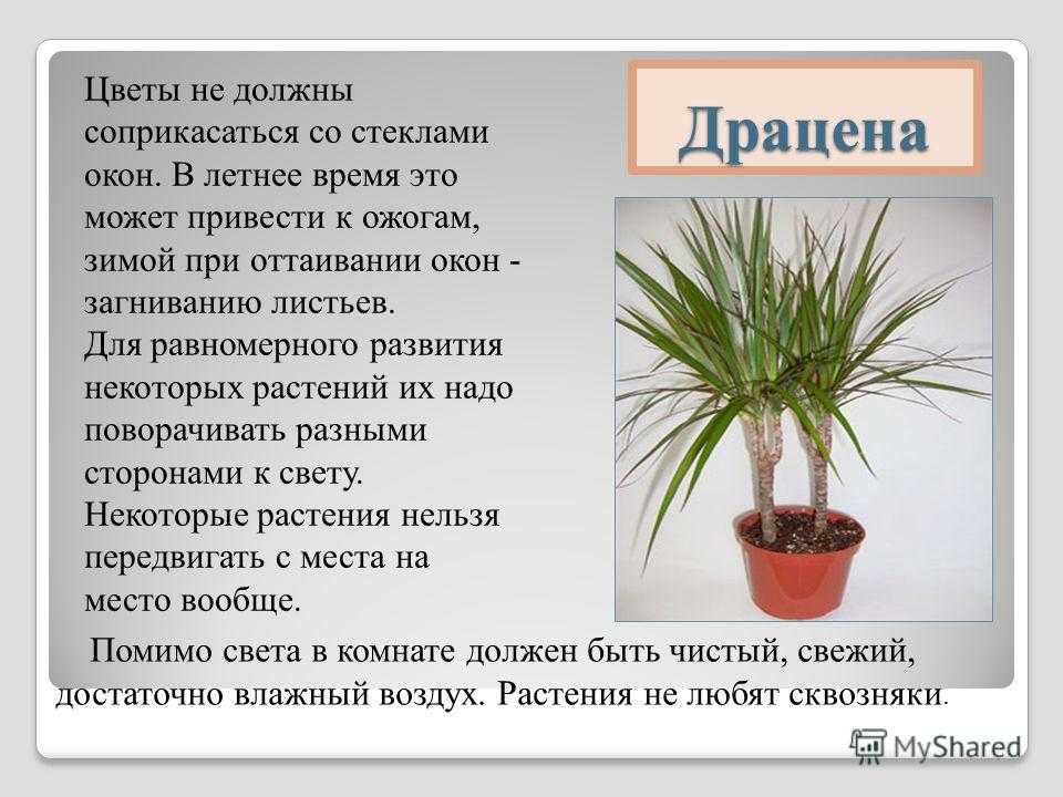 Аихризон (дерево любви): суеверия и приметы о выращивании дерева счастья в домашних услвоиях квартиры + особенности ухода, размножения