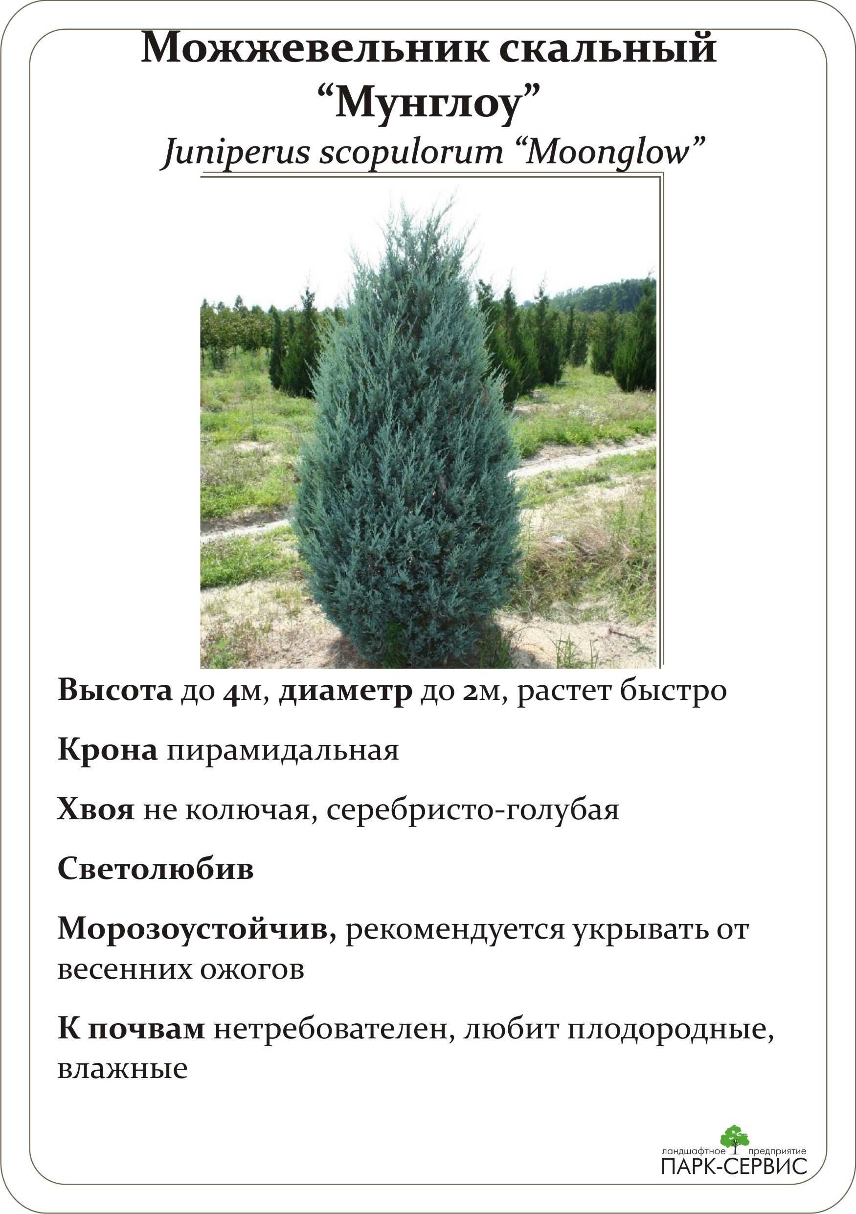 Можжевельник скальный Juniperus scopulorum является частью рода можжевельник, который относится к семейству кипарисовые В природе такое растение можно повстречать в Канаде