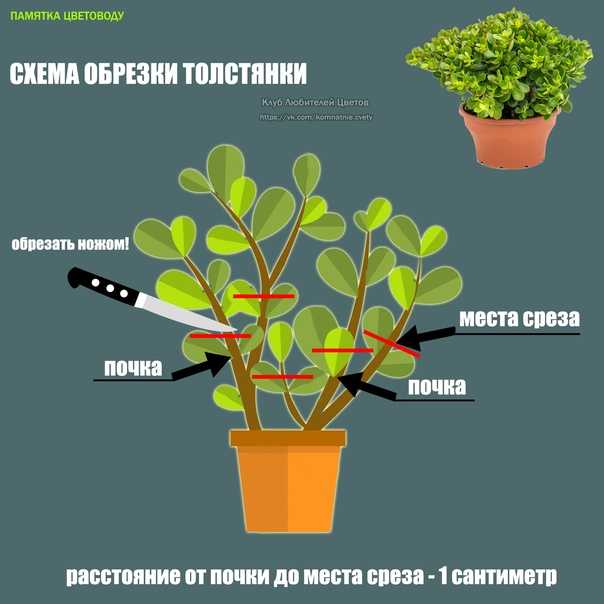 Когда можно пересаживать денежное дерево по лунному календарю