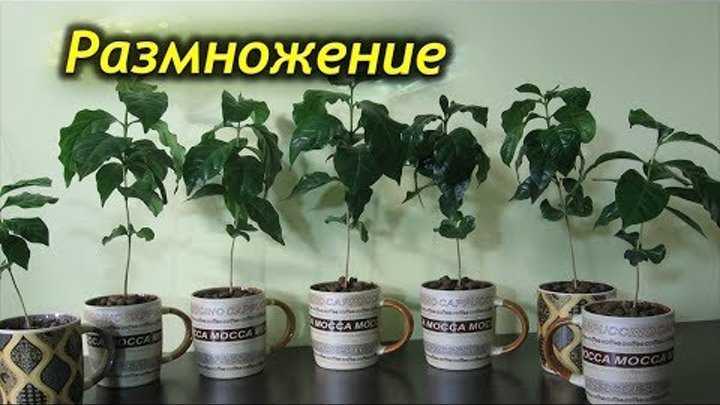 Как вырастить кофейное дерево в домашних условиях