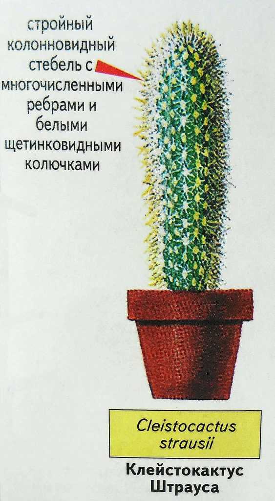 Замиокулькас: 3 способа размножения и правила выращивания