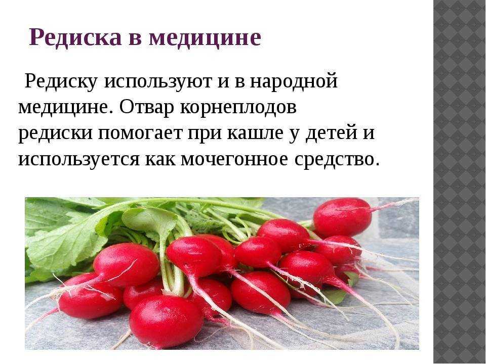 Можно ли есть ботву редиски: полезные свойства и противопоказания листьев редиса