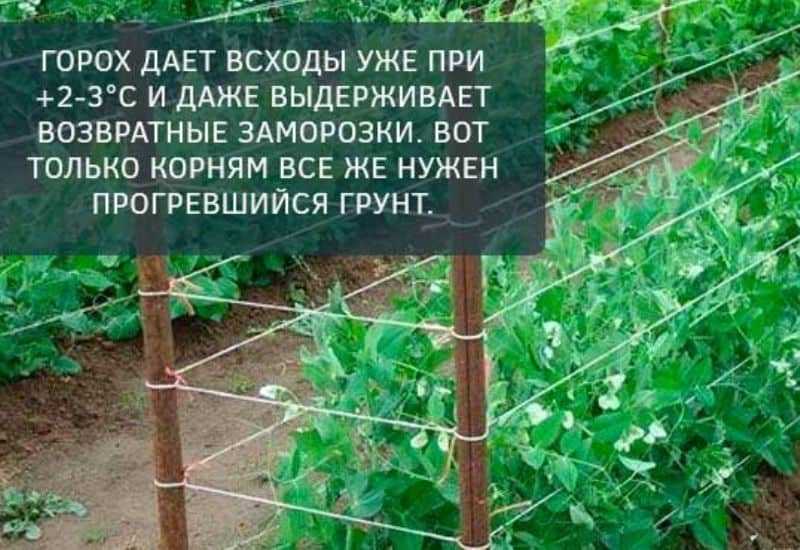 Горох всё лето. посадка, уход, выращивание. фото — ботаничка