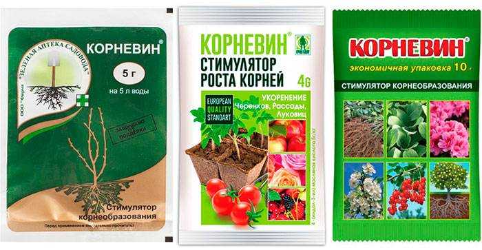 Как нарастить корни у орхидеи фаленопсис и других видов: наращивание над водой, в керамзите, корневином – пошаговая инструкция