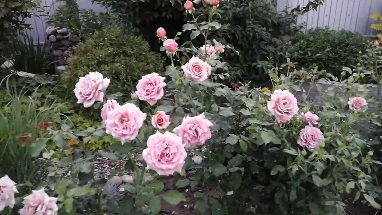 О розе коко локо (koko loko): описание и характеристики сорта розы флорибунда