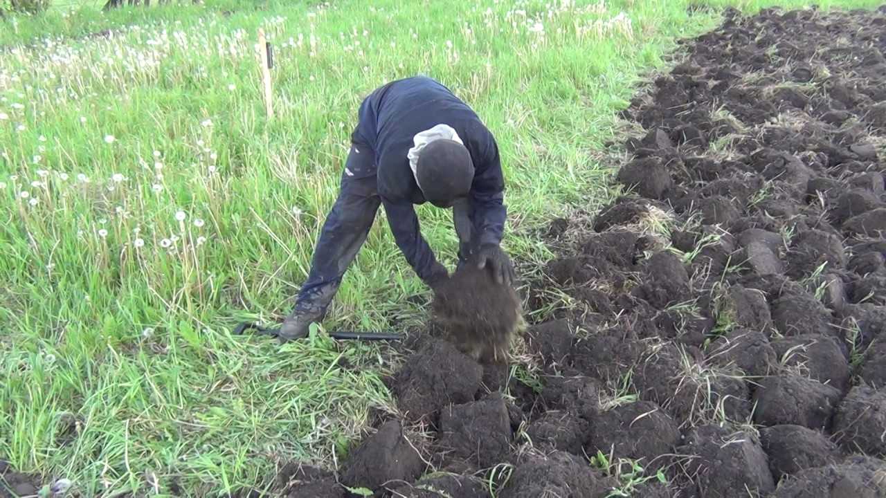 Когда лучше копать огород осенью или весной. когда лучше пахать огород, весной или осенью