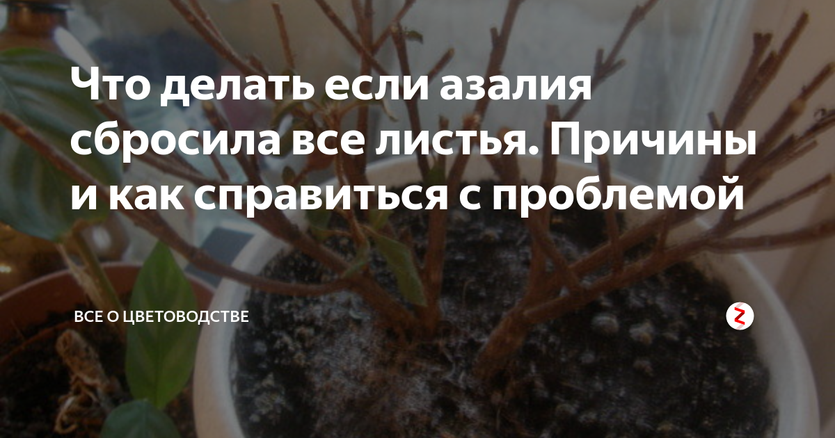 Азалия сбрасывает листья, что делать? почему у азалии опадают листья?