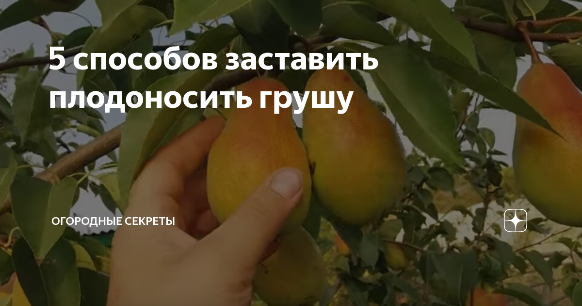 Причины почему груша плохо цветёт и не приносит плоды – как исправить