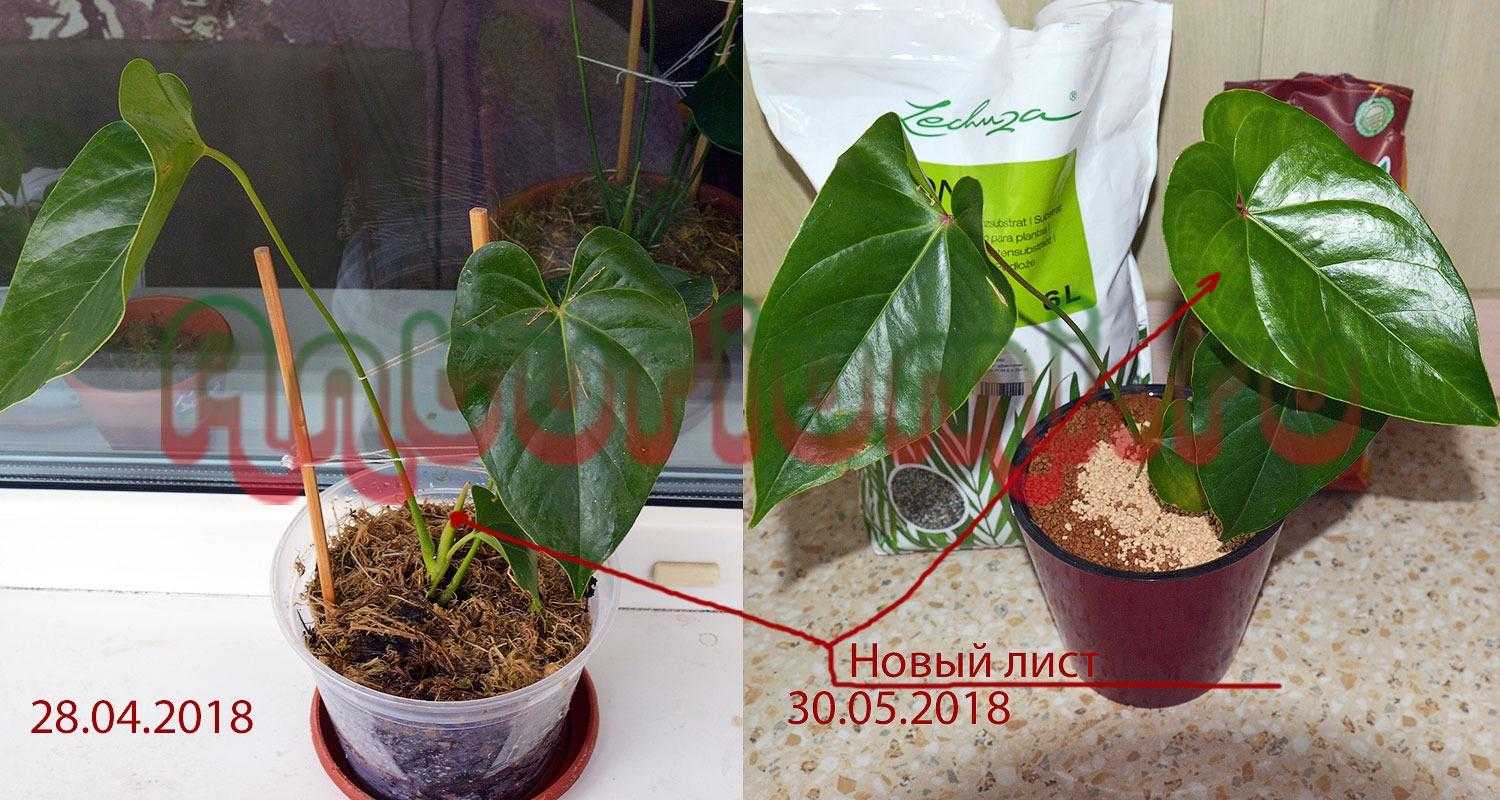 Антуриум дакота: ботаническое описание, фото, уход в домашних условиях, болезни и вредители растения selo.guru — интернет портал о сельском хозяйстве