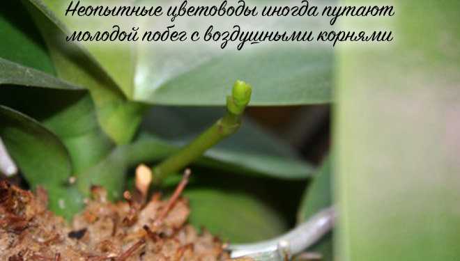 Как отличить корень от цветоноса у орхидеи и фото, как отличить воздушные корешки