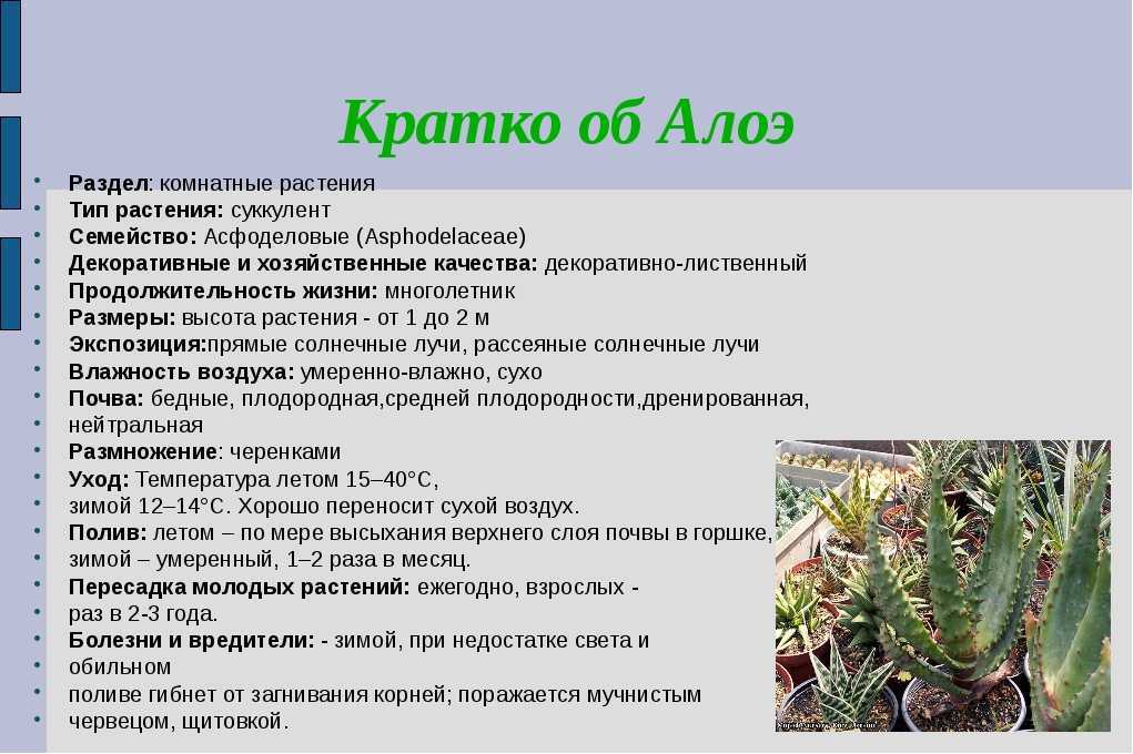 Определитель южных цветов по фото: что растет и цветет на юге?