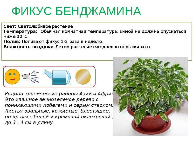Цветок хойя в домашних условиях: уход, фото, пересадка, размножение, почему не цветет
