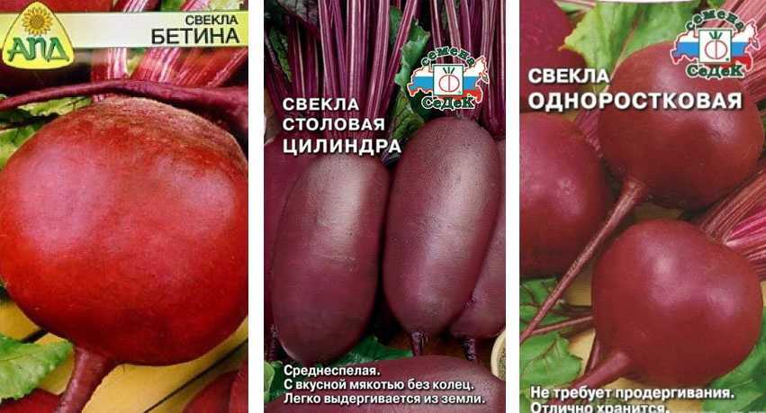 40 лучших семян и сортов свеклы для открытого грунта: для сибири, урала и подмосковья, для зимнего хранения