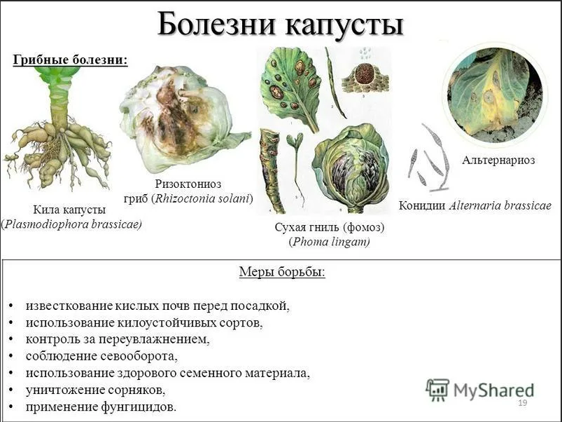 Растение капуста Brassica является представителем семейства Крестоцветные Капустные, в состав которого также входит репа, редька, брюква, капуста огородная, редиска, турнепс и горчица
