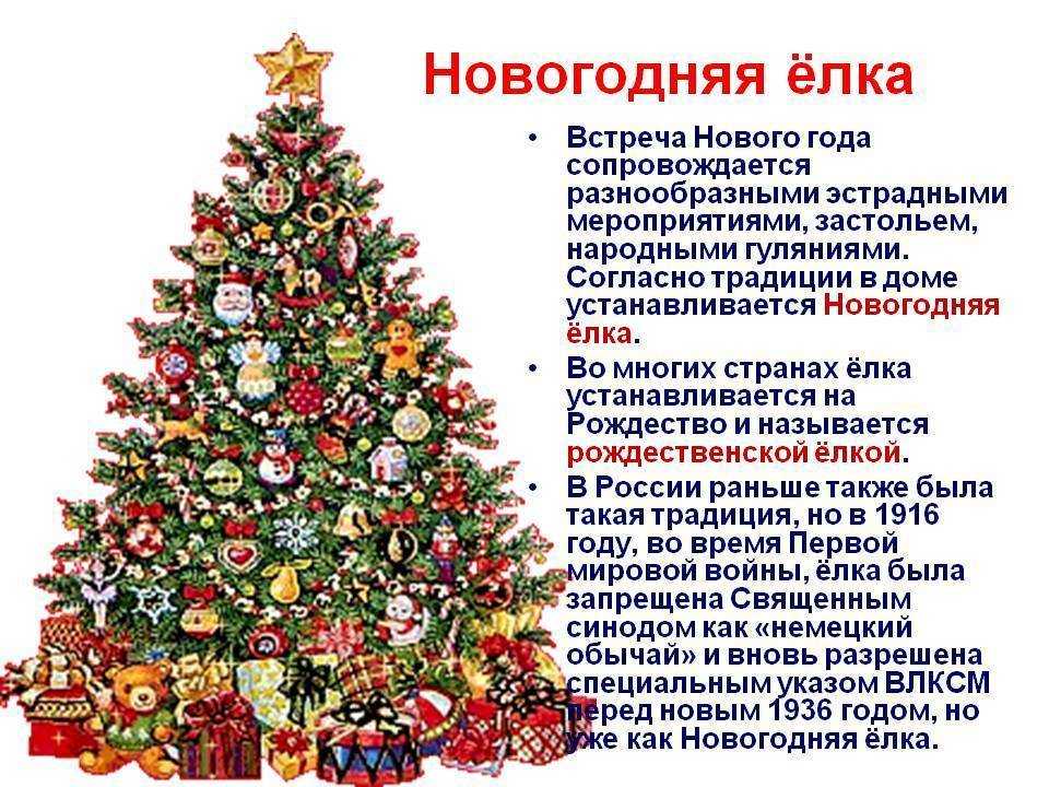 Голубая ель хупси